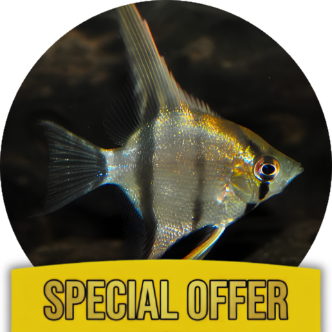 Angelfish Health & Wellness Kit