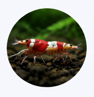 Shrimp Mineral Support Kit