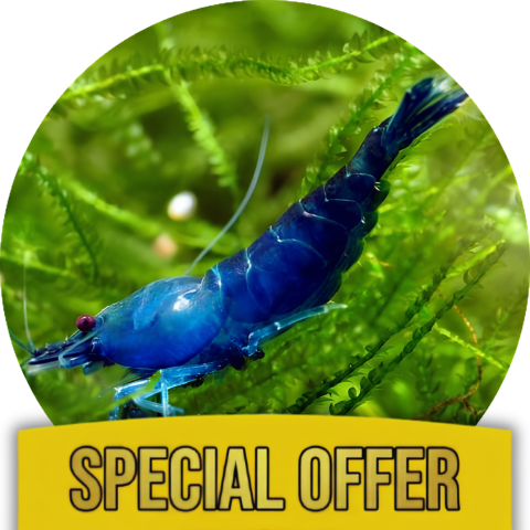 Shrimp Mineral Support Kit