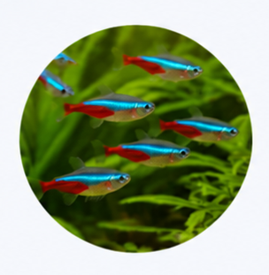 Tetra Fish Stress Balance Kit