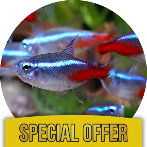 Tetra Fish Stress Balance Kit