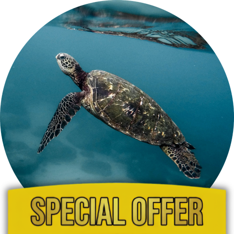 Turtle Shell Care Kit