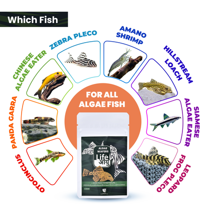 Life Aayu Algae Wafer Fish Food - 15g