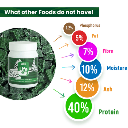 Life Aayu Algae Wafer Fish Food 45g