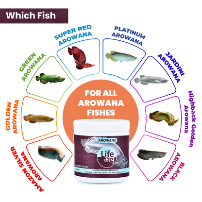 Life Aayu Silver Arowana Food