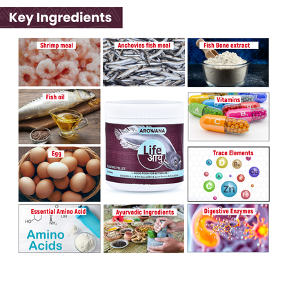 Life Aayu Silver Arowana Food