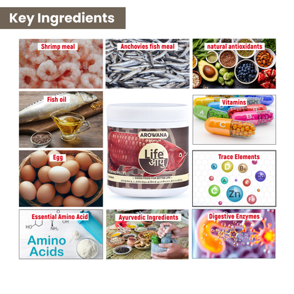 Life Aayu Arowana Premium Food – Handmade Ayurvedic Diet for Asian Arowanas | Color Boost, Muscle Growth & Immunity