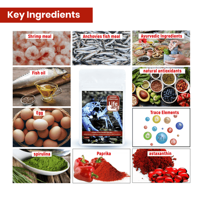 Life Aayu Dwarf Crayfish Blue - 15gm