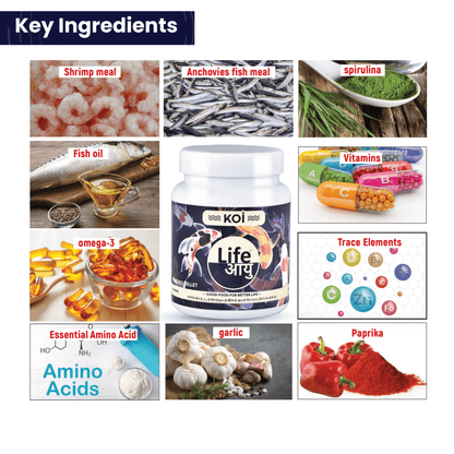 Life Aayu Koi Regular Fish Food – Ayurvedic Floating Pellet for Indian Koi Breeds | Growth & Color Enhancer |