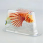 Floating Lionfish