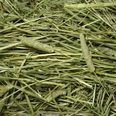 INR's Farm Fresh Premium Timothy Hay – High-Fiber Daily Hay for Guinea Pigs