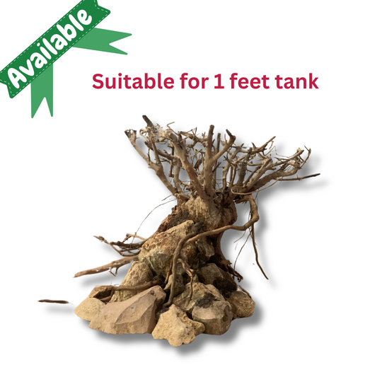 Ready-to-Use Driftwood Aquascape Setup – For 1 ft Aquarium Tank (Additional Shipping charges will be applicable)