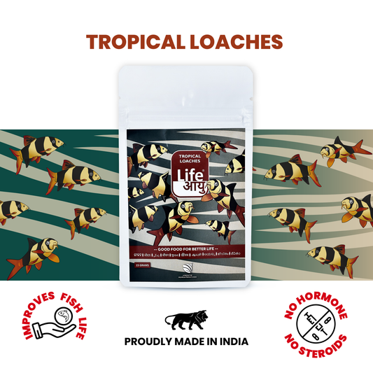 Life Aayu Tropical Loaches 15gm