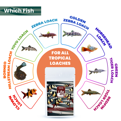 Life Aayu Tropical Loaches 15gm