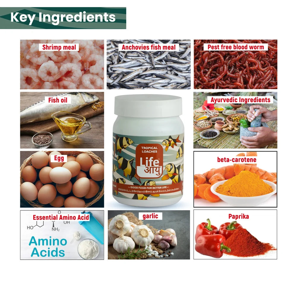 Life AAYUH Tropical Loaches Fish Food (45g) | High-Protein Micro Pellets for Kuhli, Clown & Yoyo Loaches | Supports Growth, Digestion & Immunity