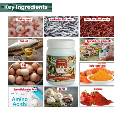 Life AAYUH Tropical Loaches Fish Food (45g) | High-Protein Micro Pellets for Kuhli, Clown & Yoyo Loaches | Supports Growth, Digestion & Immunity