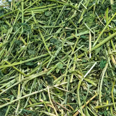 INR's Farm Fresh Premium Alfalfa Hay – Natural Protein & Calcium-Rich Forage for Small Pets ( Lucerne fodder plant )