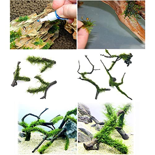 Aquascaping Plant Moss Super Glue 5g